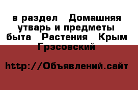  в раздел : Домашняя утварь и предметы быта » Растения . Крым,Грэсовский